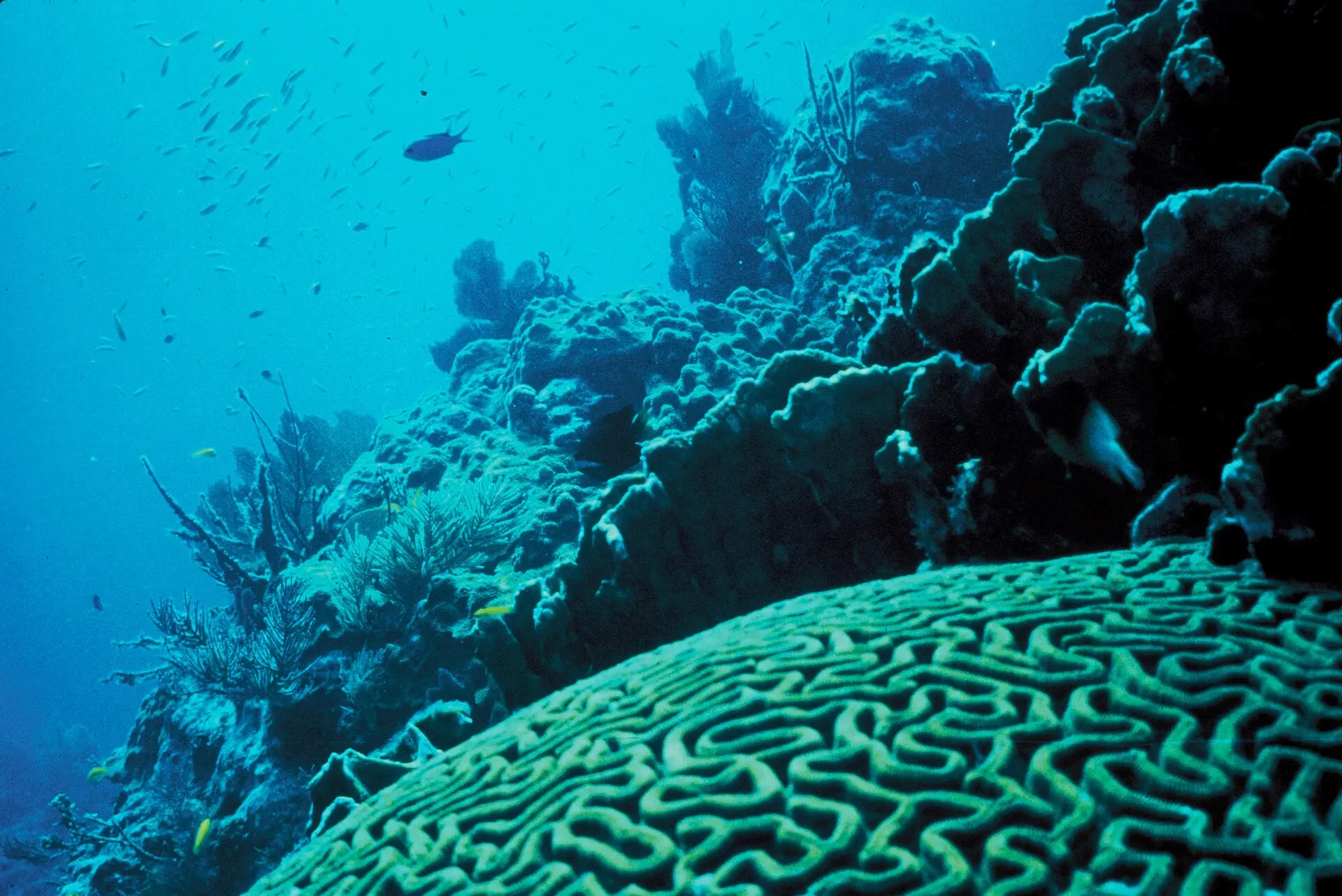 A dense coral reef descending into clear blue water