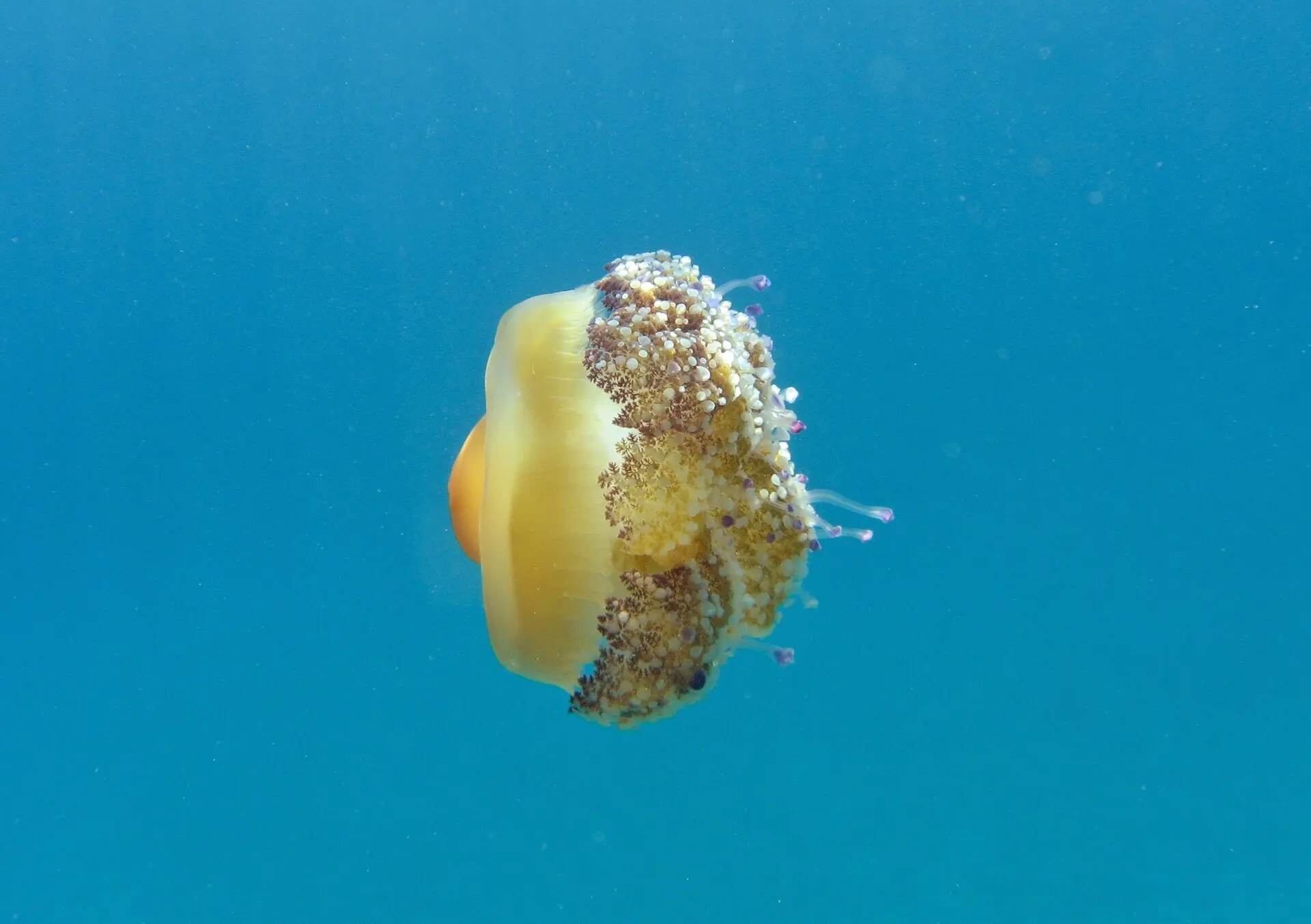 A golden jellyfish floating alone in open blue water