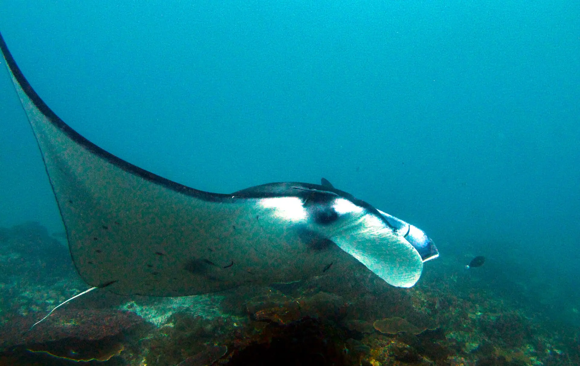 A manta ray gliding over a reef in blue water