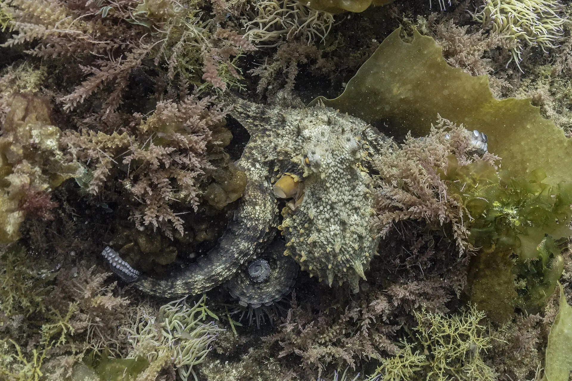 A common octopus camouflaged among rocks and seaweed