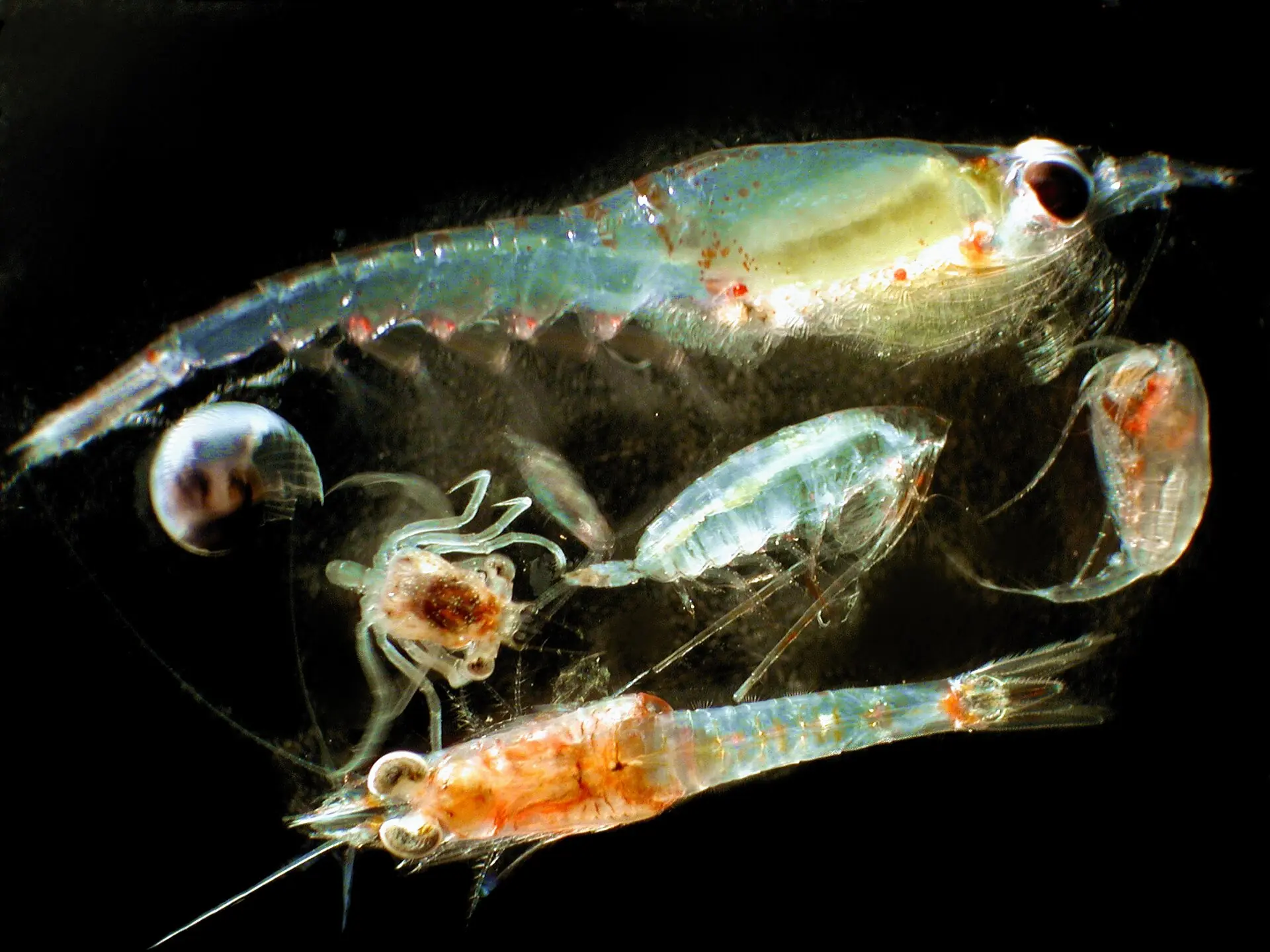 A group of translucent marine zooplankton photographed against black