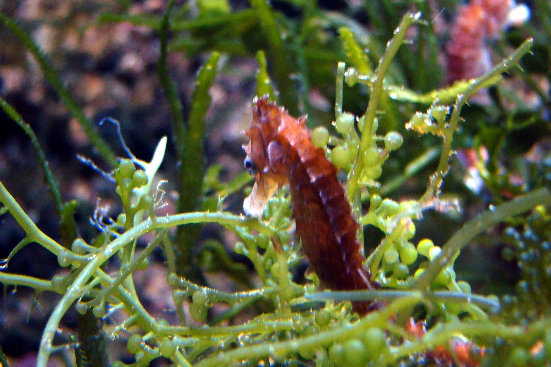 A small red seahorse holding among green marine plants