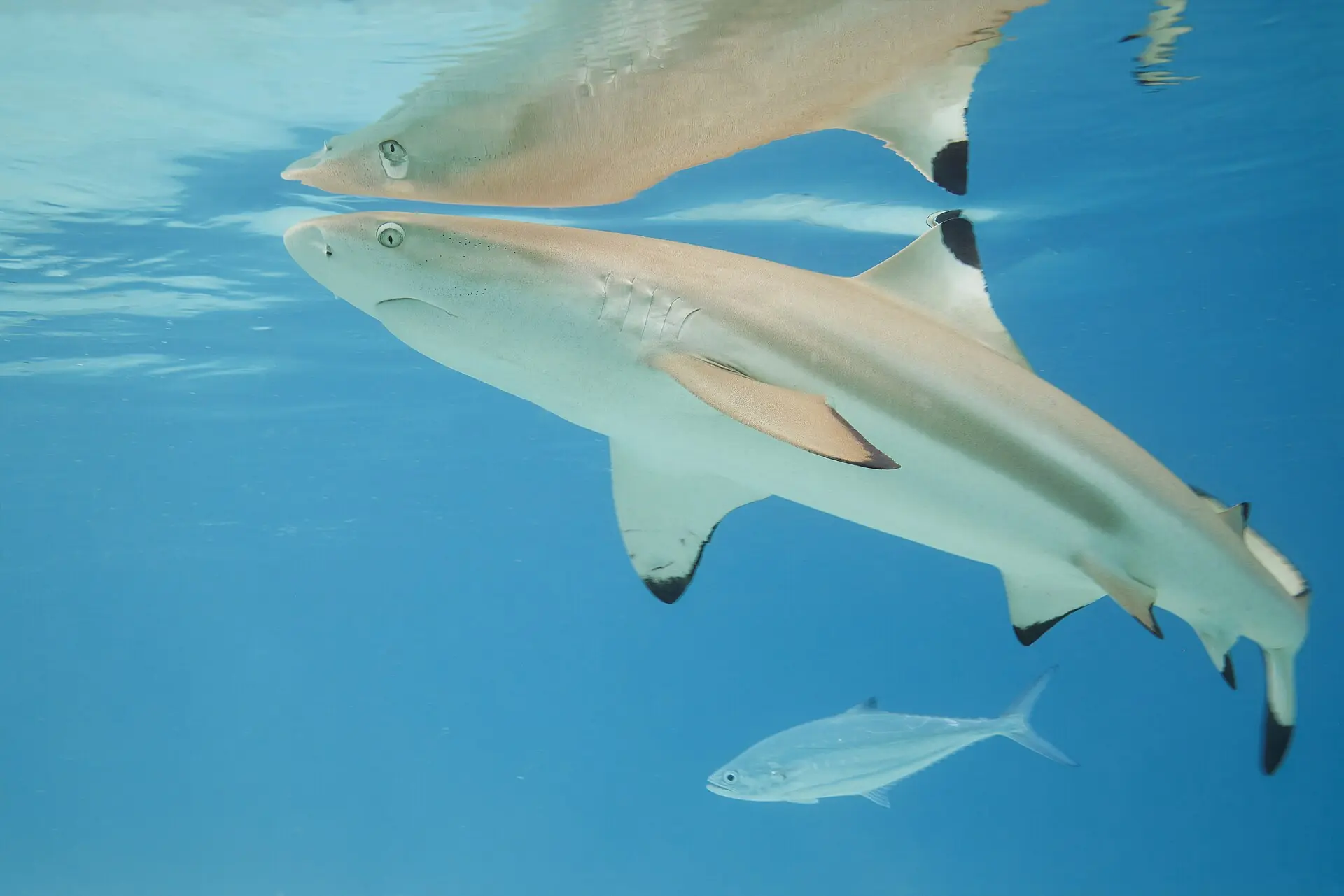 Blacktip reef sharks swimming through clear shallow water