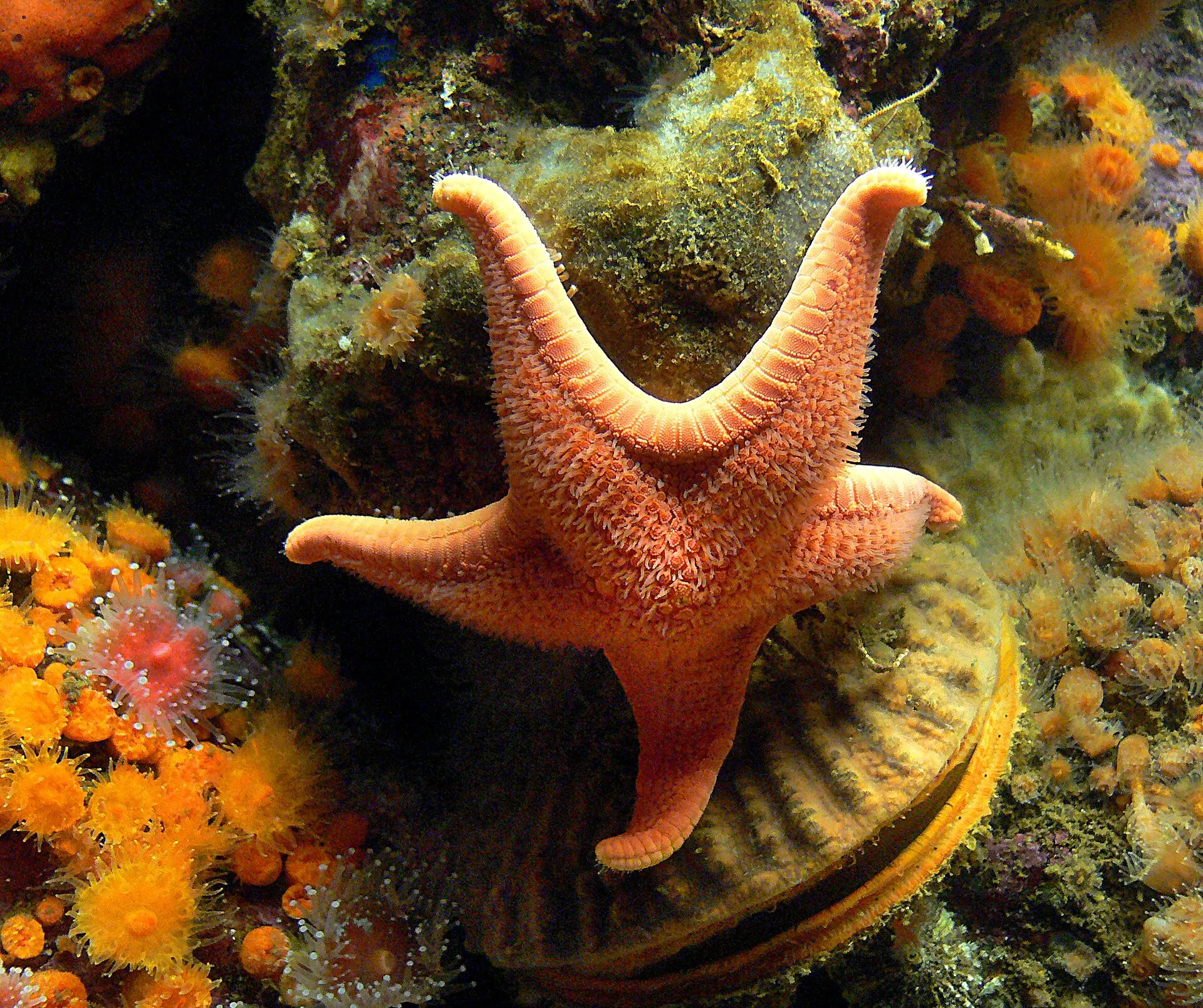 A vivid orange sea star on a colorful rocky reef