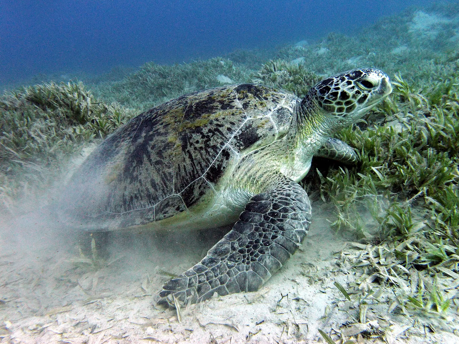 A green sea turtle resting above seagrass on the ocean floor