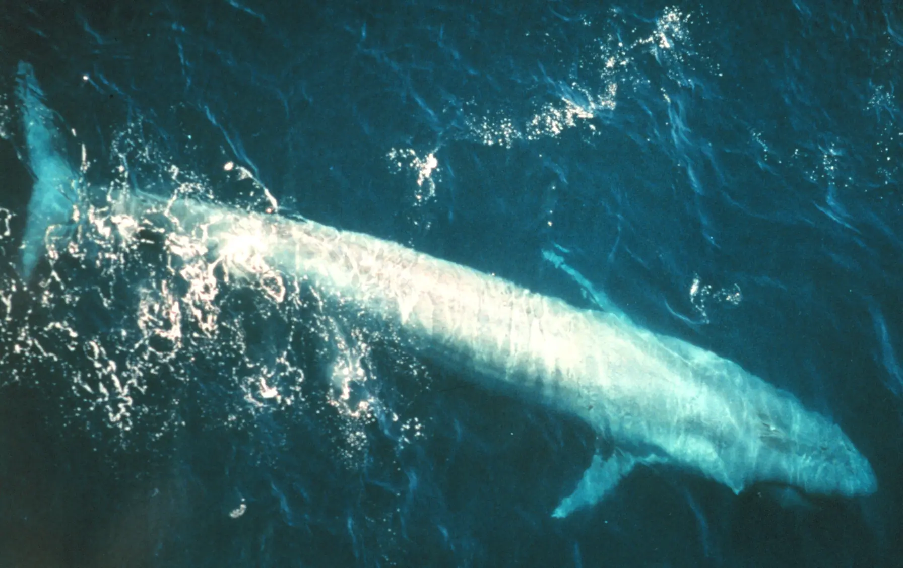 A blue whale seen just beneath the dark ocean surface
